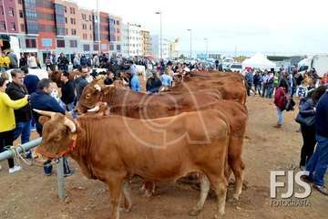 Los Llanos de Telde, en el día grande de sus fiestas patronales de 2019 (Foto Francisco Javier Santana)